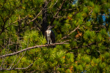 Wall Mural - Osprey perched on branch