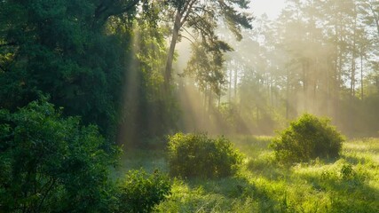 Fototapete - Sunlight Beams Through the Trees in Foggy Forest on Summer Morning. Magical forest with warm sunbeams. Tender sunrise lights in green summer forest. Camera moves up