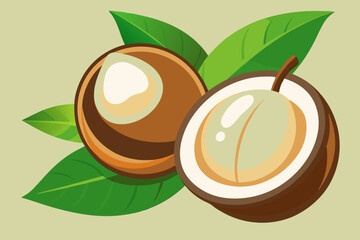 Wall Mural - Beautiful fruit longan vector art illustration 