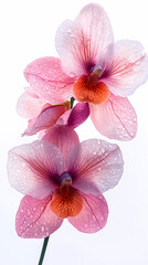 A delicate close-up of a blooming cattleya orchid in a spring garden, showcasing the beauty of nature with its bright petals .