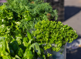 Bunch of fresh green vegetables in grocery store. Healthy lifestyle and organic vegetarian food concept. Bunches of fresh green parsley on the market counter.