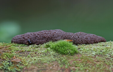 Slime mold close up macro wild forest photography