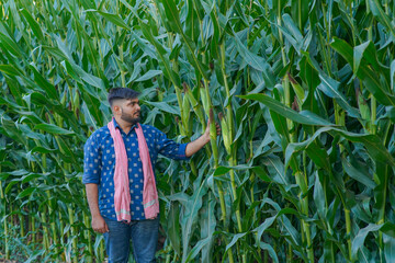 young Indian farmer standing in maize farm