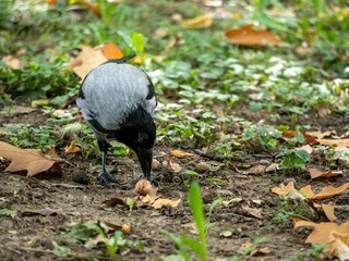 Wall Mural - Raven eating a nut on the ground