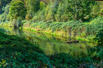 Wall Mural - Serene Green River