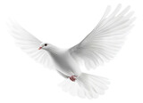 White dove in flight with spread wings, isolated on transparent cutout background