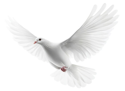 White dove in flight with spread wings, isolated on transparent cutout background