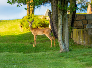 Deer Standing by Tree in Sunlit Green Field.