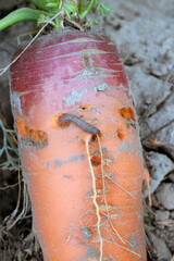 Wall Mural - Pest, caterpillar, larvae eating carrots in the garden.