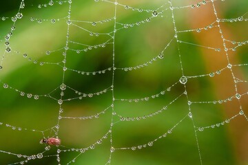 Wall Mural - Spider web with dew drops.