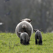 © Jenny Grewal - Hampshire Down ewe with lambs. Taken near Cholderton, Hampshire, England.