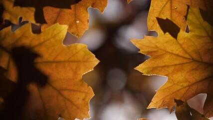 Wall Mural - beautiful autumn oak leaves close up