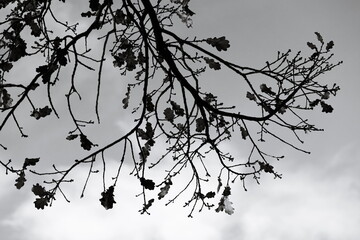 Poster - A close-up shot of a tree branch's silhouette against a bright background.