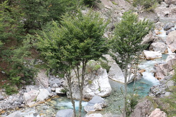 view of the wild river in the mountains.