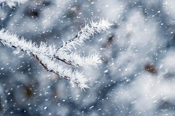 Canvas Print - frost covered tree branches in garden in winter during snowfall