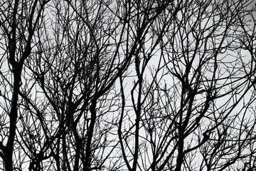 Poster - A black tree trunk without leaves against a neutral background, perfect for use in minimalist designs or as a symbol.