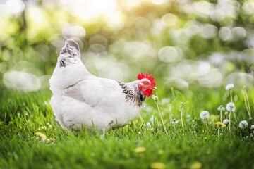 chicken standing on lush green grass, embodying the tranquility of rural life.