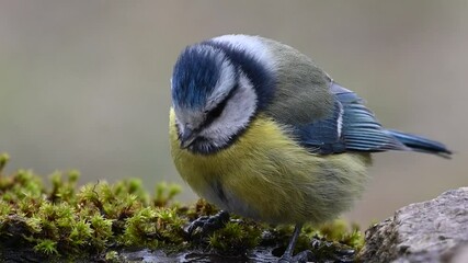 Wall Mural - Eurasian blue tit cyanistes caeruleus in slow motion. Bird drinking water and flying away. Close-up.