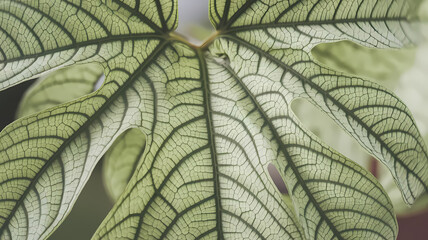 Close-up of a vibrant green leaf showcasing intricate vein patterns and textures, perfect for nature and botany enthusiasts.
