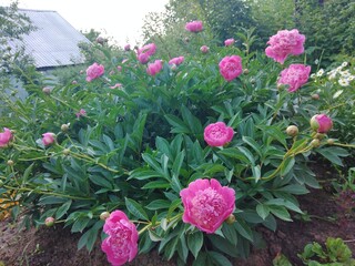 peony, peonies, flowers, nature, garden, blooming peonies