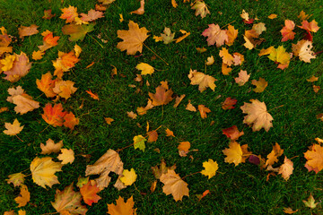 autumn leaves on the grass