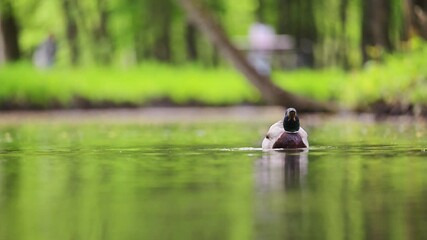 Wall Mural - Slow-motion 4K footage of a sweet Mallard Duck gracefully swimming in a serene spring lake.