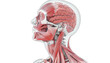 © Людмила Мазур - Close up of a human head with the neck and shoulders visible. The head is red and white