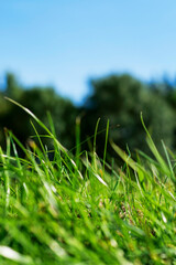 Wall Mural - A close up of a lush green field of grass. The grass is tall and the sky is clear. Warm sunny day. Nature scene background. Tasty grass for farming and agriculture.