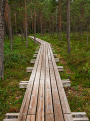Wall Mural - Wooden footpath in a forest park. The walk is long and narrow, with trees on either side. Scene is peaceful and serene. Outdoor walking area design to enjoy and preserve nature environment.