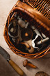 © ADDICTIVE STOCK - Variety of freshly gathered mushrooms in a wicker basket