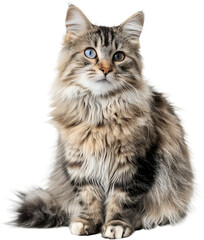  cat, species, kitten, whitebackground 