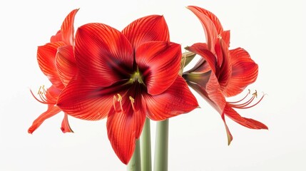 Wall Mural - Red Amaryllis Flowers