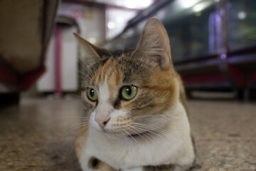 Cat sitting on the floor in the corridor of a modern office building