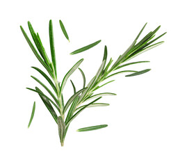 Wall Mural - Fresh green rosemary in air on white background