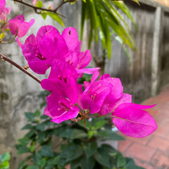 In the fall, the bougainvillea blooms, a beautiful pink, light and shaded backdrop to the courtyard.