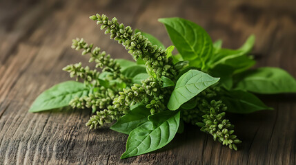 Poster - Holy basil or tulsi leaves isolated on a wooden table