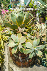 Wall Mural - Sharp pointed agave plant leaves in garden