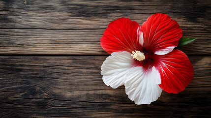 Poster - red and white hibiscus flower isolated on a wooden table