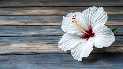 Poster - white hibiscus flower isolated on a wooden table