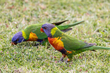 Wall Mural - Australian Rainbow Lorikeet's feeding on small clover flowers