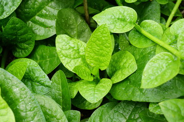 top view of malabar nightshade, east indian spinach, ceylon spinach or vine spinach (basella alba li