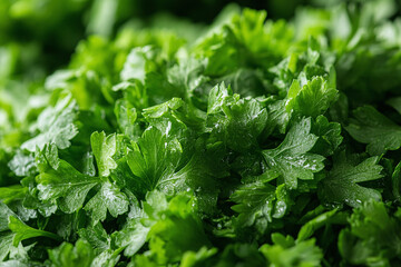 Wall Mural - Close-up of freshly chopped parsley, highlighting the fine texture of the leaves.