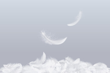 Wall Mural - abstract white bird feathers falling in the air. fluffy downy, peace. softness of floating feathers.