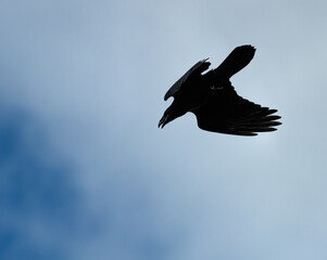 Wall Mural - raven silhouette in flight on blue sky