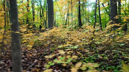 Wall Mural - Autumn time trees in Mayberry state park ,Novi, Michigan.