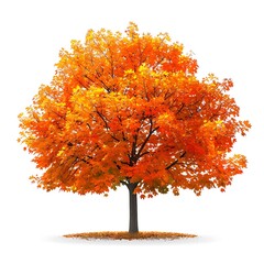 maple tree isolated on white background