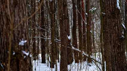 A forest with snow on the ground and trees. The trees are bare and the snow is covering them