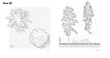 © feipco - Architectural Drawings, Minimal style cad tree line drawing, Side view, plan and section forest outline symbol for landscape design drawing. Vector illustration in stroke fill in white.