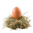 © Media Srock - Egg in a Nest: A Study in Simplicity