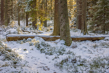 Sticker - Woodland trail in a spruce forest with snow in the winter